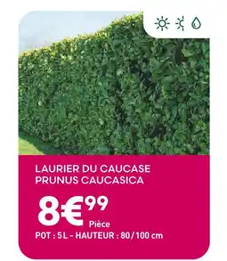 Ma Jardinerie Laurier du Caucase Prunus Caucasica offre