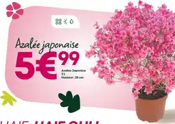 Ma Jardinerie Azalée japonaise offre