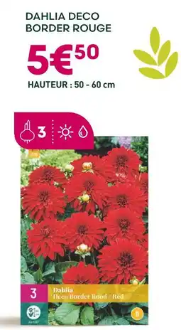 Ma Jardinerie Dahlia Deco Border Rouge offre