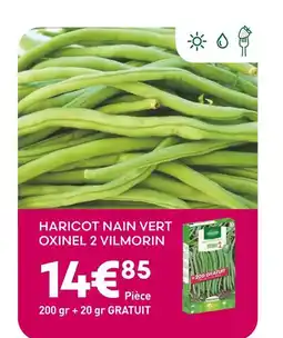 Ma Jardinerie Vilmorin Haricot Nain Vert Oxinel 2 offre