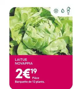 Ma Jardinerie Laitue Novappia offre