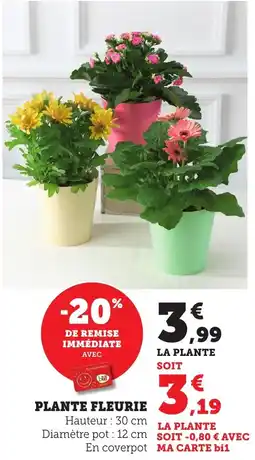 Bi1 Plante fleurie offre