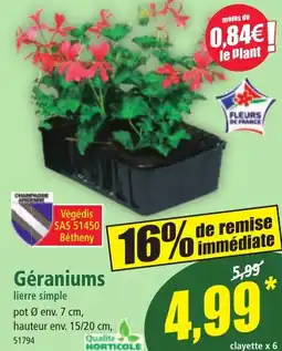 Norma Géraniums lierre simple offre