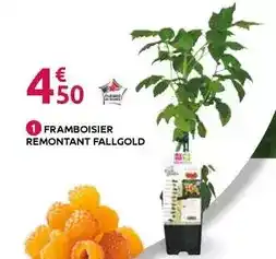 Mr Bricolage Framboisier remontant fallgold offre