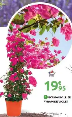 Mr Bricolage Bougainvillier pyramide violet offre