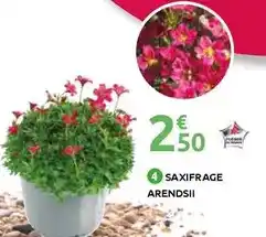 Mr Bricolage Saxifrage arendsii offre