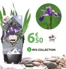 Mr Bricolage Iris collection offre