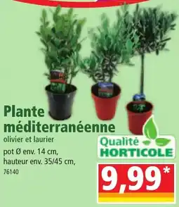 Norma Plante méditerranéenne olivier et laurier offre