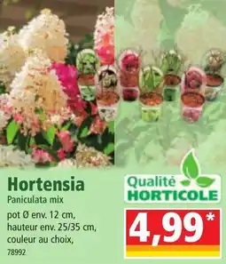 Norma Hortensia Paniculata mix offre