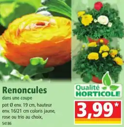 Norma Renoncules dans une coupe offre