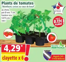 Norma Plants de tomates Montfavet, cerises ou cœur de bœuf offre