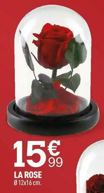 La rose