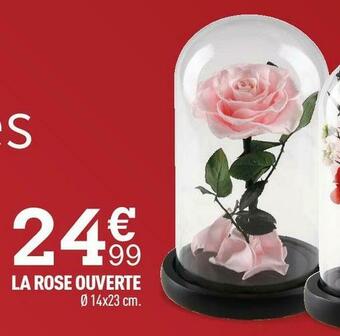 Centrakor La rose ouverte offre