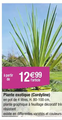 Carrefour Plante exotique (Cordyline) offre