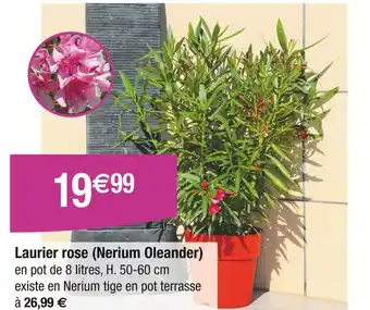 Carrefour Laurier rose (Nerium Oleander) offre