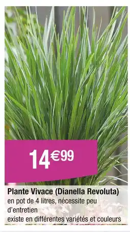 Carrefour Plante Vivace (Dianella Revoluta) offre