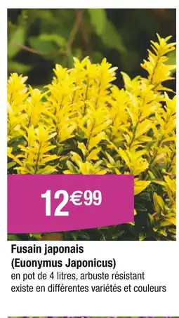 Carrefour Fusain japonais (Euonymus Japonicus) offre