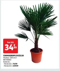 Auchan Chamaerops excelsa offre