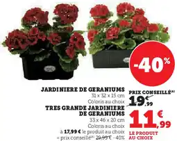 Super U Jardiniere de geraniums, tres grande jardiniere de geraniums offre