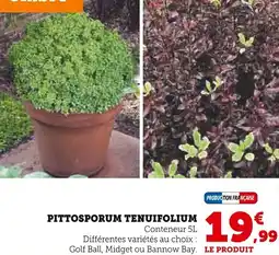 Super U Pittosporum tenuifolium offre