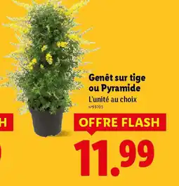 Lidl Genêt sur tige ou pyramide offre