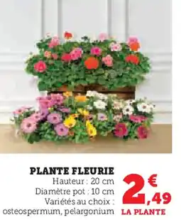 Hyper U Plante fleurie offre