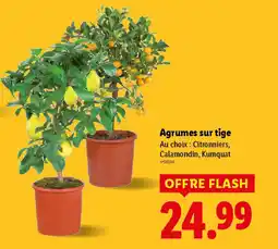 Lidl Agrumes sur tige offre