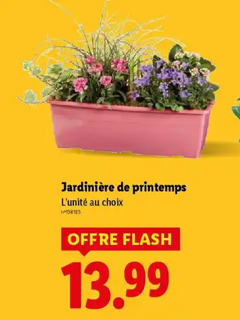 Lidl Jardinière de printemps offre