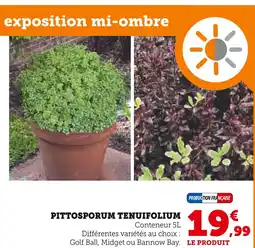 Hyper U Pittosporum tenuifolium offre