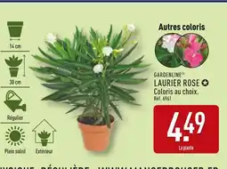 ALDI GARDENLINE Laurier rose offre