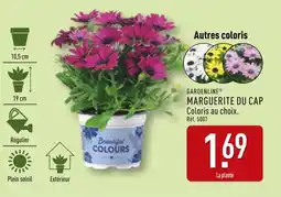 ALDI GARDENLINE Marguerite du cap offre