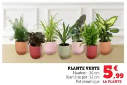 Bi1 Plante verte offre