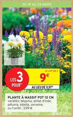 Intermarché Contact Plante à massif offre