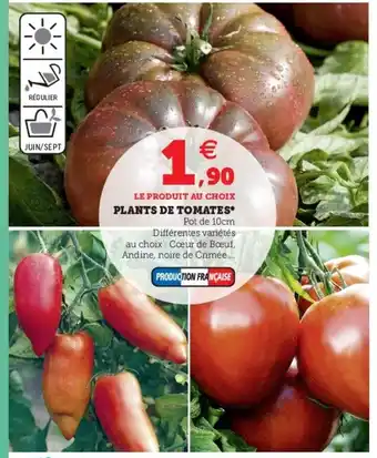 Super U Plants de tomates offre
