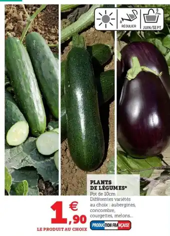 Super U Plants de légumes offre