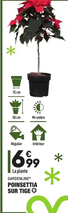 ALDI Poinsettia sur tige offre