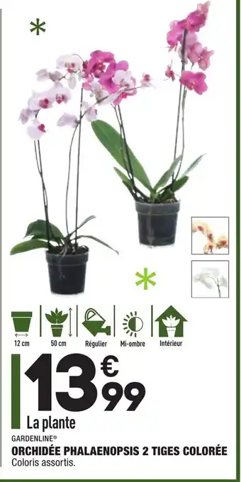 ALDI Orchidée phalaenopsis 2 tiges colorée offre