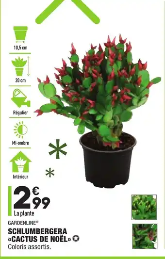ALDI Schlumbergera Cactus de Noël offre