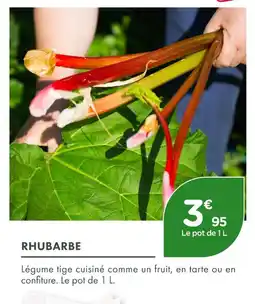 Rhubarbe