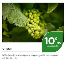 Point Vert Vigne offre