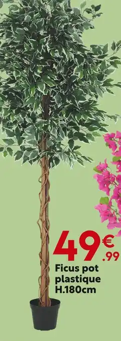 Maxi Bazar Ficus offre