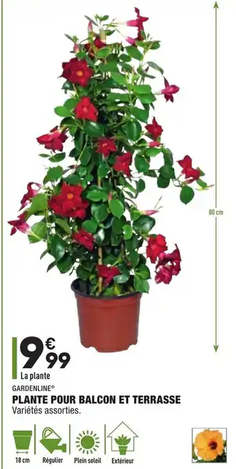 ALDI Plante pour balcon et terrasse offre