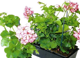 Géranium Lierre Simple