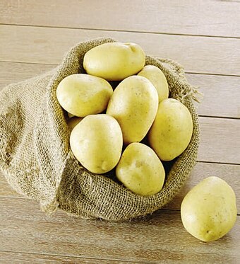 Pomme de terre de consommation à chaire ferme spécial vapeur