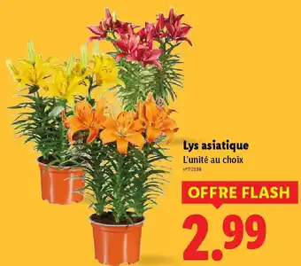 Lidl Lys asiatique offre