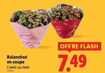 Lidl Kalanchoé en coupe offre