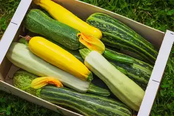 Gamm vert Courgette offre
