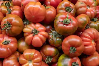 Gamm vert Tomate greffée offre