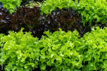 Gamm vert Salade feuille de chêne duo offre