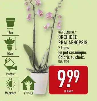 ALDI GARDENLINE Orchidée phalaenopsis offre